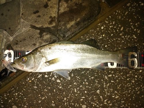 ヒラスズキの釣果