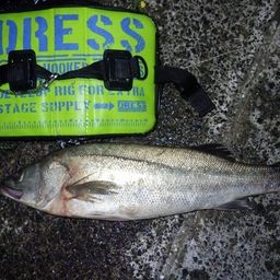 フッコ（マルスズキ）