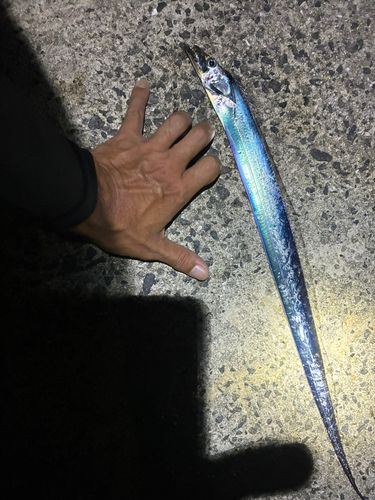 タチウオの釣果