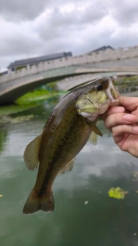 釣果