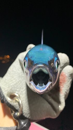 ヒラソウダの釣果