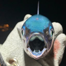 ヒラソウダ