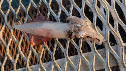 ケンサキイカの釣果