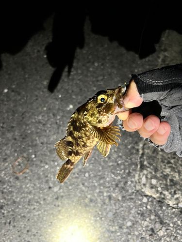 タケノコメバルの釣果