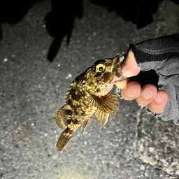 タケノコメバル