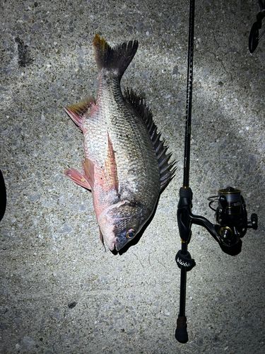 キビレの釣果