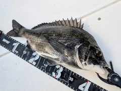 チヌの釣果