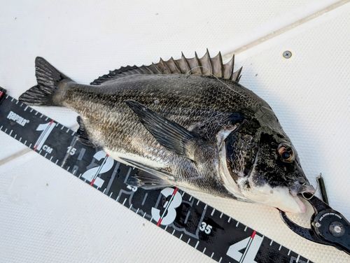 チヌの釣果