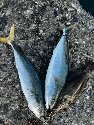 ワラサの釣果
