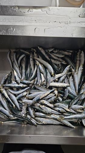 イワシの釣果