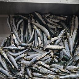 イワシ
