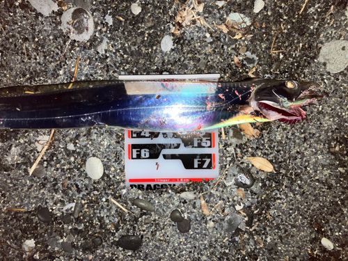 タチウオの釣果