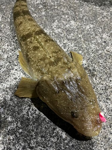 マゴチの釣果
