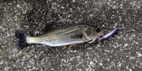 シーバスの釣果