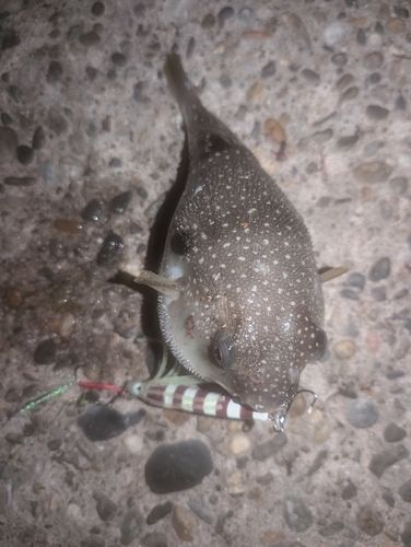クサフグの釣果