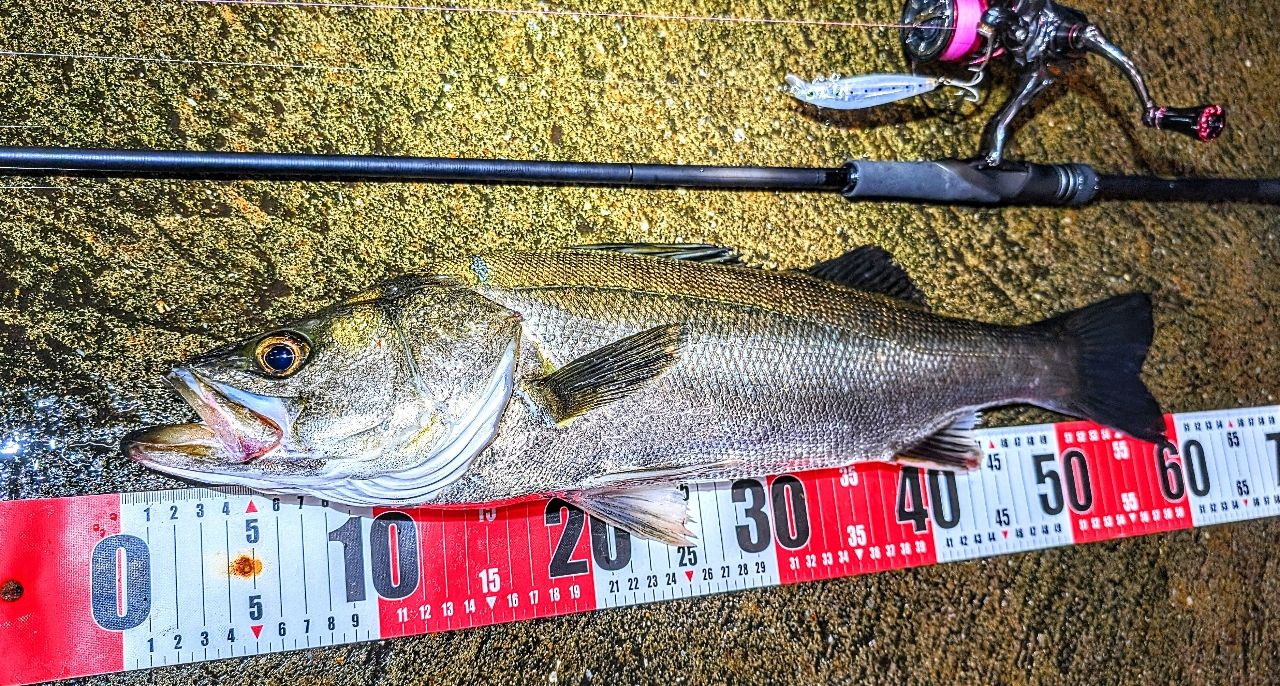 SHIMANO 23ディアルーナ S90Lの最安値・インプレ・釣果 | 本音の