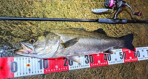 シーバスの釣果