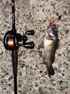 クロソイの釣果