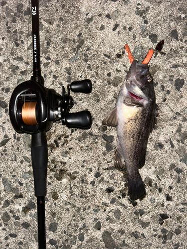 クロソイの釣果