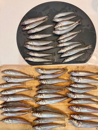 キスの釣果