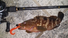 キジハタの釣果