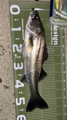 フッコ（マルスズキ）の釣果