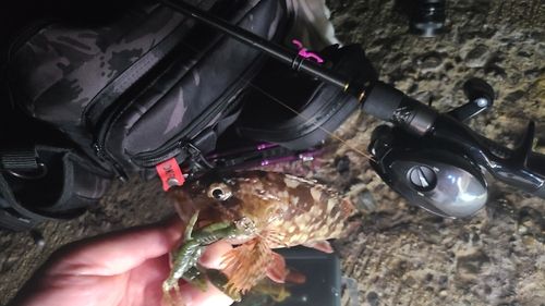 アラカブの釣果