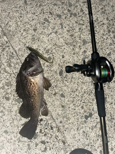 クロソイの釣果