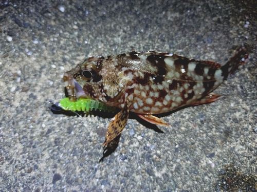 カサゴの釣果