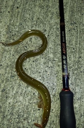 ヘダイの釣果