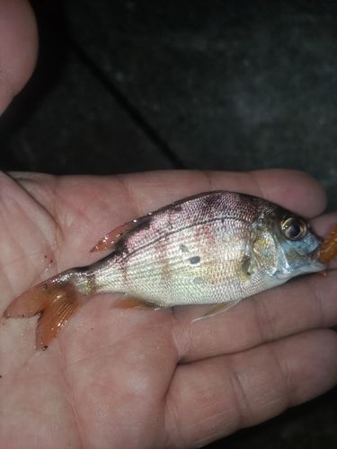 チャリコの釣果