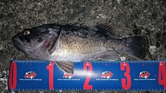 クロソイの釣果