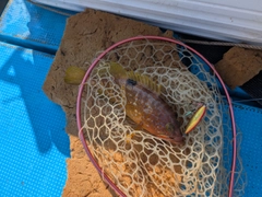 アコウの釣果