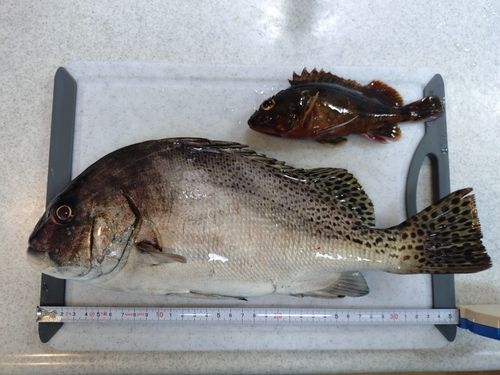 コショウダイの釣果