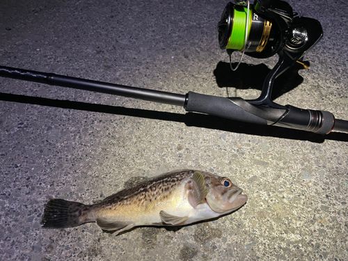 クロソイの釣果