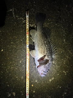 クロソイの釣果