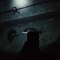 チヌ