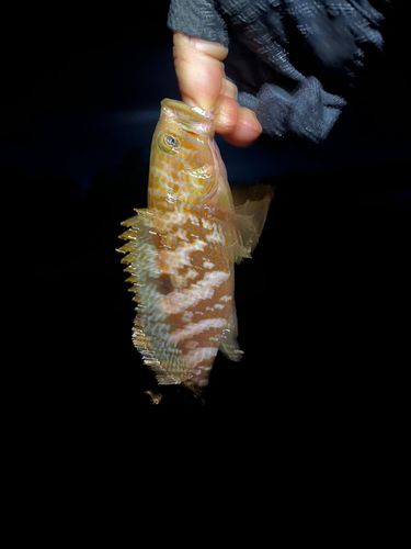 キジハタの釣果