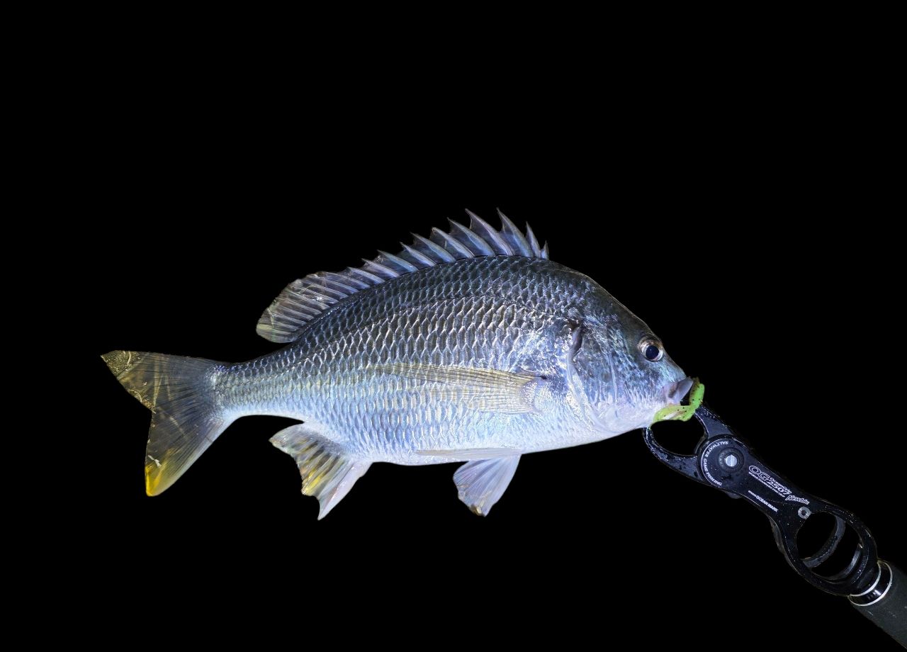 向日葵確認ページ 向日葵8787 さんの 2025年08月03日のキビレの釣り・釣果情報