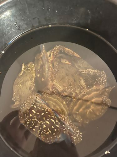 ワタリガニの釣果