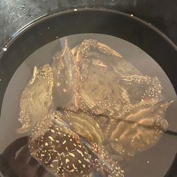 ワタリガニ