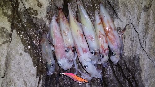 ケンサキイカの釣果