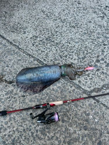 アオリイカの釣果