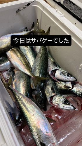 サバの釣果