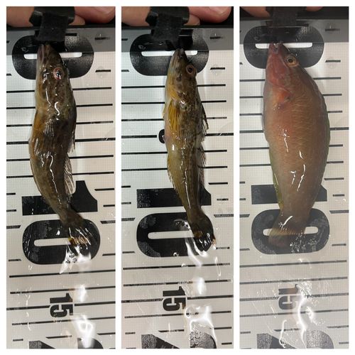 アナハゼの釣果