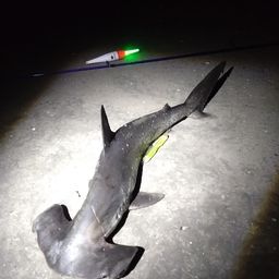 ハンマーヘッドシャーク