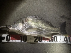 キビレの釣果