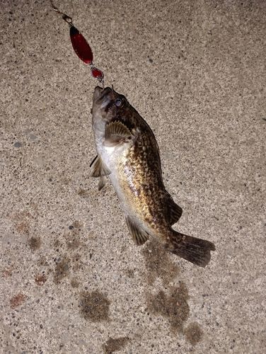 ソイの釣果