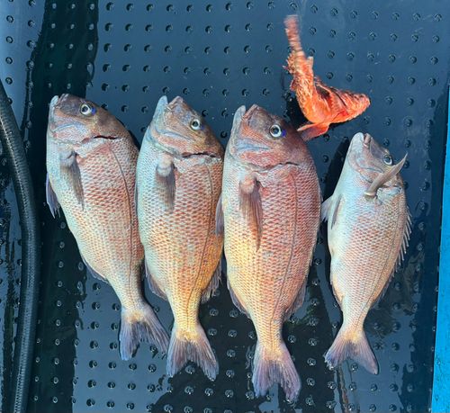 マダイの釣果