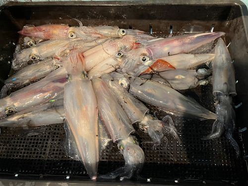 ケンサキイカの釣果
